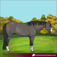 Horse Color:Grullo Rabicano 
