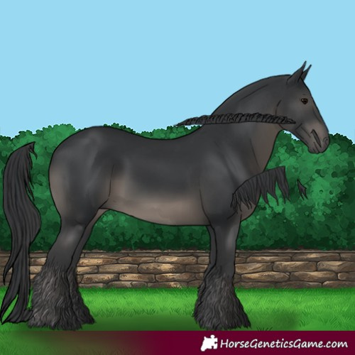 Horse Color:Black 