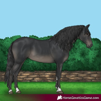 Horse Color:Black 