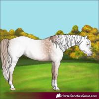 Horse Color:Gray Gold Champagne Tobiano
