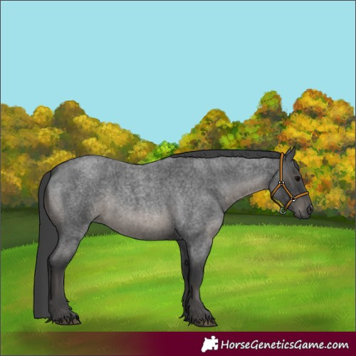 Horse Color:Blue Roan 