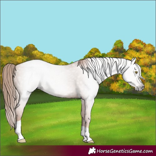 Horse Color:Gray Gold Champagne Tobiano