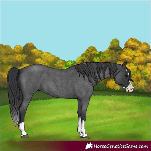 Horse Color:Blue Roan Splash