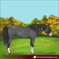Horse Color:Blue Roan Splash 