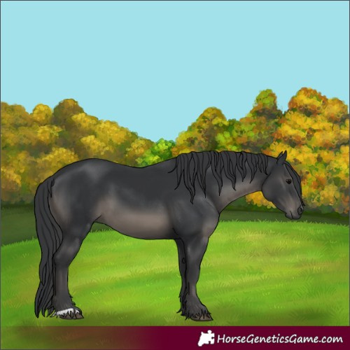 Horse Color:Black 