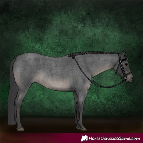 Horse Color:Blue Roan 