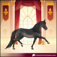 Horse Color:Black 