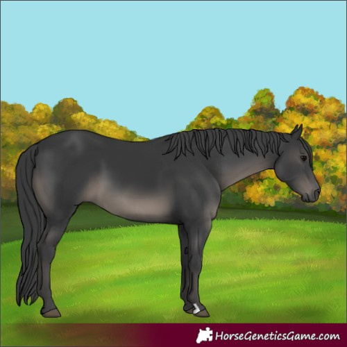 Horse Color:Black 