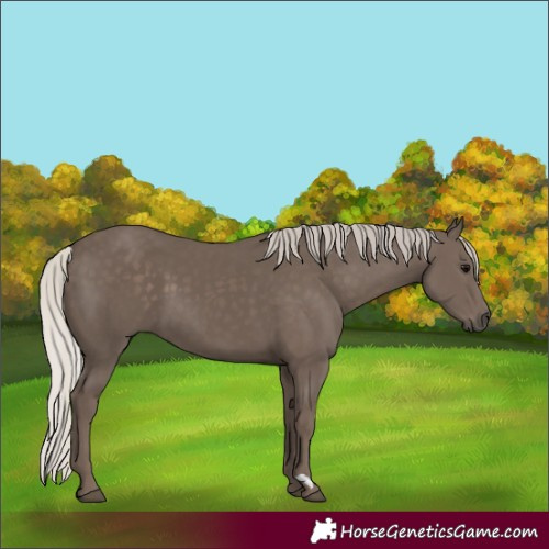 Horse Color:Silver Black 