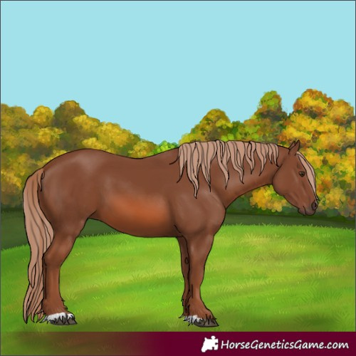 Horse Color:Chestnut 