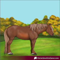 Horse Color:Chestnut 