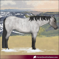 Horse Color:Grullo Roan 
