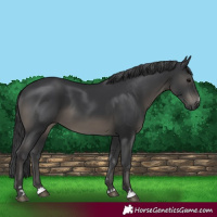 Horse Color:Black 