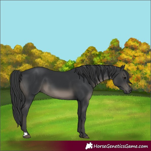 Horse Color:Black 