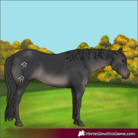 Horse Color:Black 