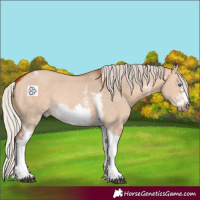 Horse Color:Silver Bay Dun Sabino Tobiano Frame Rabicano 