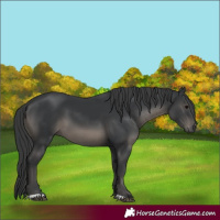 Horse Color:Black 