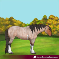 Horse Color:Bay Roan Tobiano 