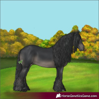 Horse Color:Black 