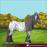 Horse Color:Blue Roan Appaloosa 
