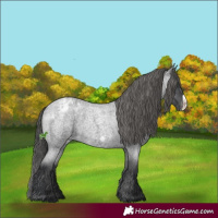 Horse Color:Blue Roan Frame Appaloosa 