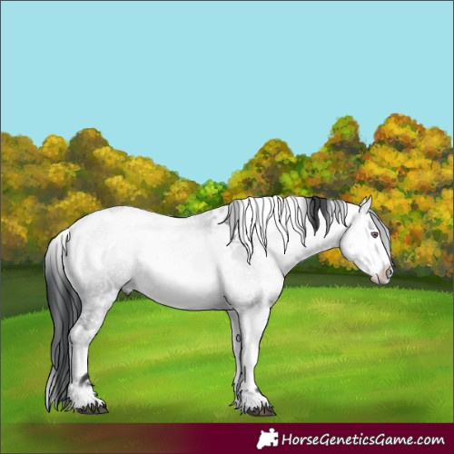 Horse Color:White Spotted Brown Chinchilla Onyx Sabino Rabicano 