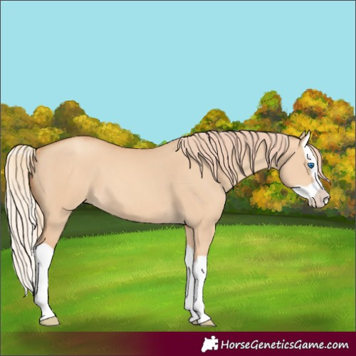 Horse Color:Gold Champagne Dun Splash 