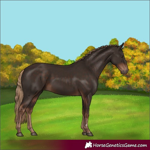 Horse Color:Liver Chestnut 