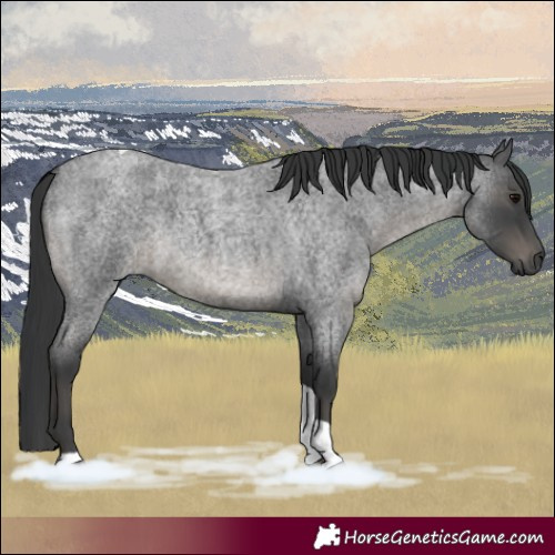 Horse Color:Blue Roan Tobiano