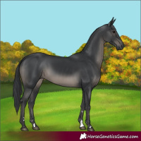 Horse Color:Black 