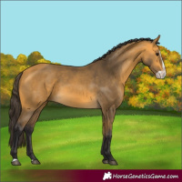 Horse Color:Buckskin Splash 