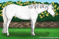 Horse Color:Palomino Dun Appaloosa 