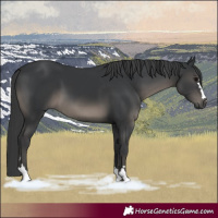 Horse Color:Black 