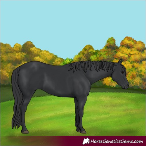 Horse Color:Black Rabicano 