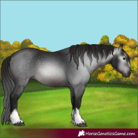 Horse Color:Gray White Spotted Brown 