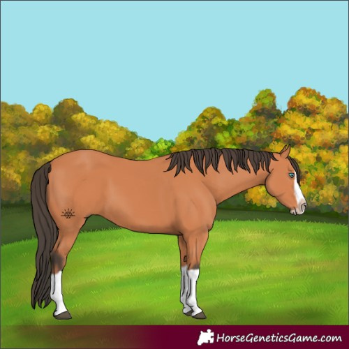 Horse Color:Bay Splash Frame