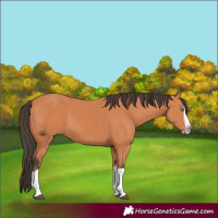 Horse Color:Bay Splash Frame 
