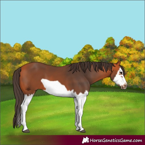 Horse Color:Bay Splash Frame