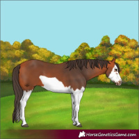 Horse Color:Bay Splash Frame 