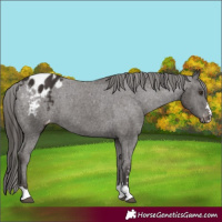 Horse Color:Liver Chestnut Appaloosa