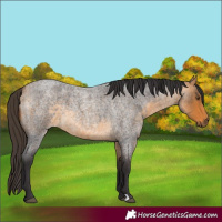 Horse Color:Buckskin Roan 