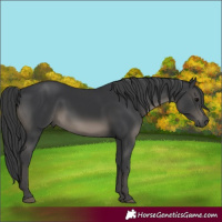 Horse Color:Black 
