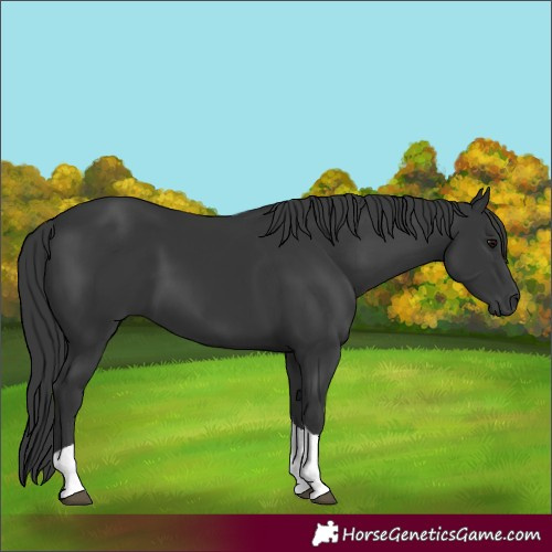 Horse Color:Black Tobiano 