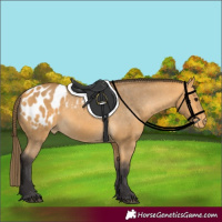 Horse Color:Buckskin Appaloosa 
