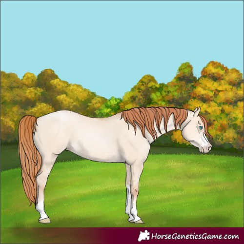 Horse Color:Sable Champagne Pearl Dun Sabino Tobiano 