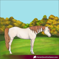 Horse Color:Sable Champagne Pearl Dun Sabino Tobiano