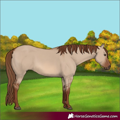 Horse Color:Red Dun 