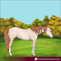 Horse Color:Classic Champagne Pearl Dun Sabino Tobiano 