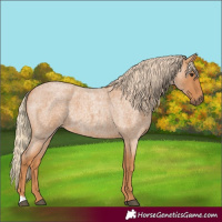 Horse Color:Red Roan 