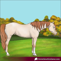Horse Color:Sable Champagne Pearl Dun Sabino Tobiano Rabicano 